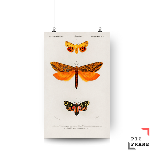 Moths