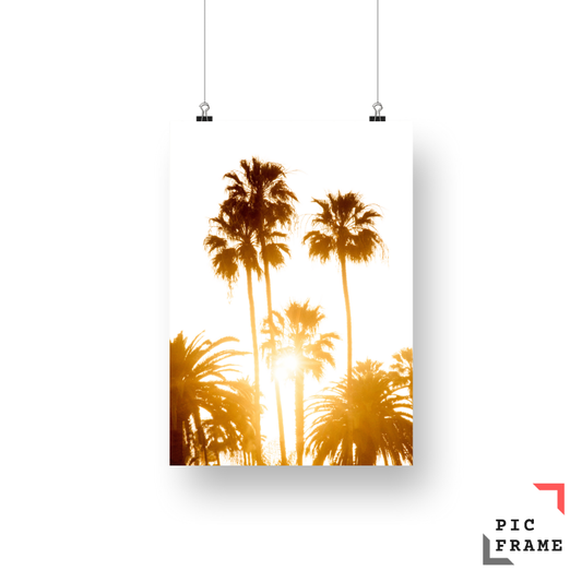 Palm Paradise