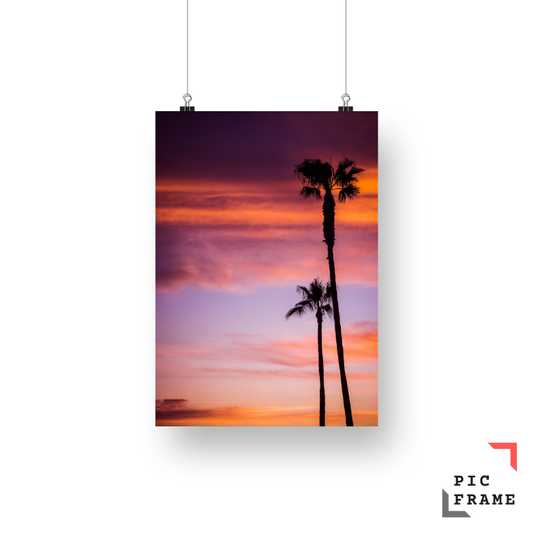 Palm Tree Tranquility