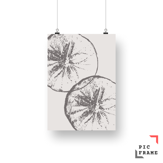 Sand Dollar in Grey