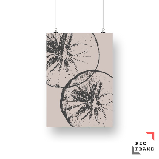 Sand Dollar in black