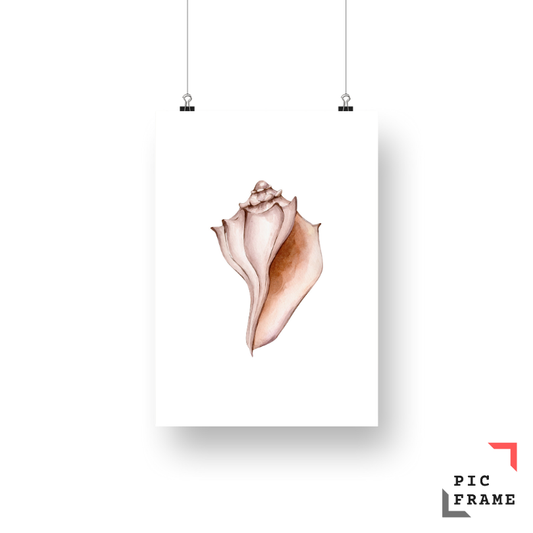 Sea Shell 1