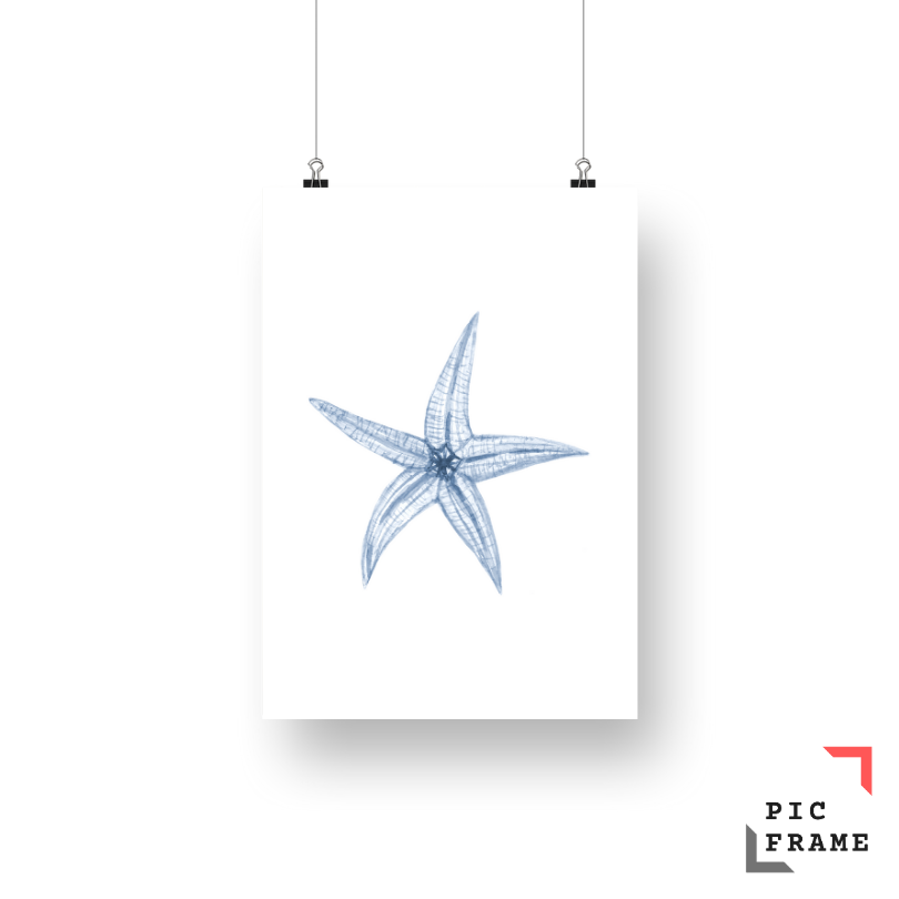 Starfish 5