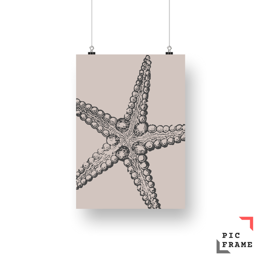 Starfish in Black