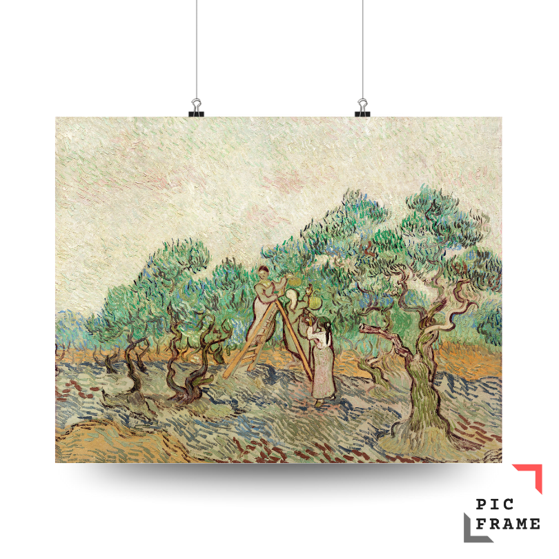The Olive Orchard