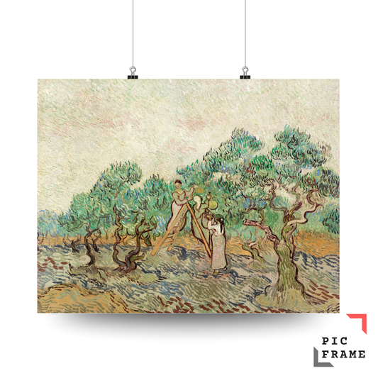 The Olive Orchard