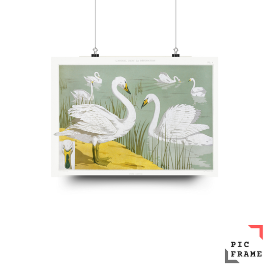 Vintage Swans